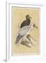 Egyptian Vulture-Reverend Francis O. Morris-Framed Art Print
