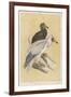 Egyptian Vulture-Reverend Francis O. Morris-Framed Art Print