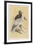 Egyptian Vulture-Reverend Francis O. Morris-Framed Art Print