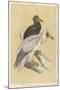 Egyptian Vulture-Reverend Francis O. Morris-Mounted Art Print