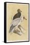 Egyptian Vulture-Reverend Francis O. Morris-Framed Stretched Canvas