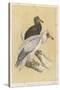 Egyptian Vulture-Reverend Francis O. Morris-Stretched Canvas