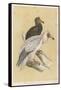 Egyptian Vulture-Reverend Francis O. Morris-Framed Stretched Canvas