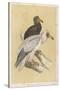 Egyptian Vulture-Reverend Francis O. Morris-Stretched Canvas