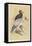 Egyptian Vulture-Reverend Francis O. Morris-Framed Stretched Canvas