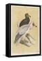 Egyptian Vulture-Reverend Francis O. Morris-Framed Stretched Canvas