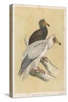 Egyptian Vulture-Reverend Francis O. Morris-Stretched Canvas