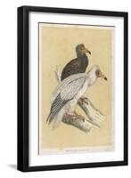 Egyptian Vulture-Reverend Francis O. Morris-Framed Art Print