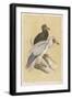 Egyptian Vulture-Reverend Francis O. Morris-Framed Art Print