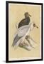 Egyptian Vulture-Reverend Francis O. Morris-Framed Art Print