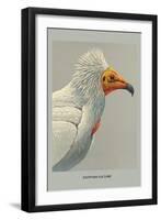 Egyptian Vulture-Louis Agassiz Fuertes-Framed Art Print