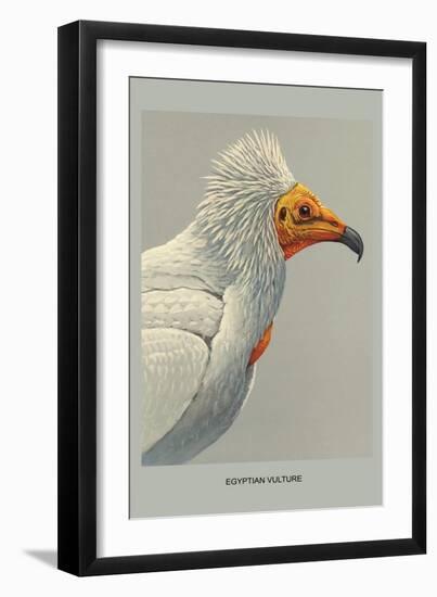 Egyptian Vulture-Louis Agassiz Fuertes-Framed Art Print