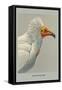 Egyptian Vulture-Louis Agassiz Fuertes-Framed Stretched Canvas