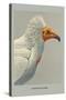 Egyptian Vulture-Louis Agassiz Fuertes-Stretched Canvas