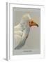 Egyptian Vulture-Louis Agassiz Fuertes-Framed Art Print