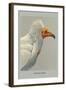 Egyptian Vulture-Louis Agassiz Fuertes-Framed Art Print