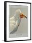 Egyptian Vulture-Louis Agassiz Fuertes-Framed Art Print