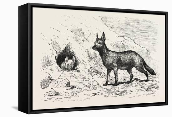Egyptian Wolf, Deeb. Egypt, 1879-null-Framed Stretched Canvas