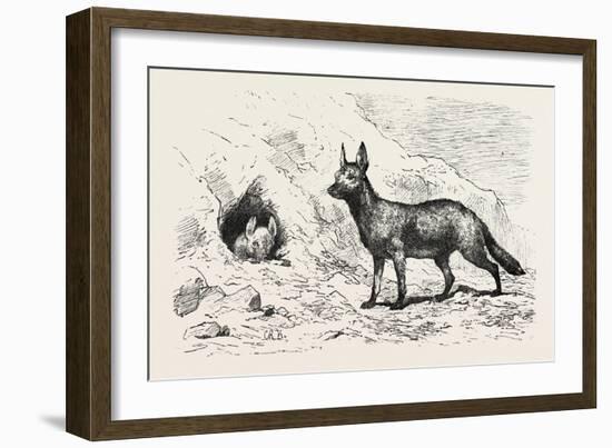 Egyptian Wolf, Deeb. Egypt, 1879-null-Framed Giclee Print