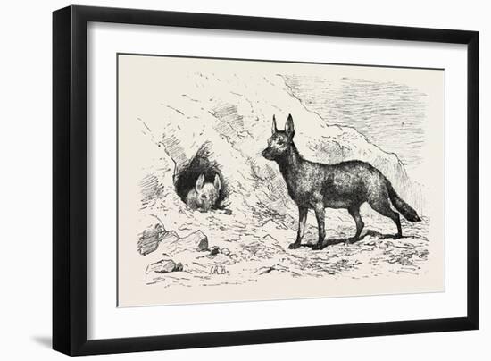 Egyptian Wolf, Deeb. Egypt, 1879-null-Framed Giclee Print