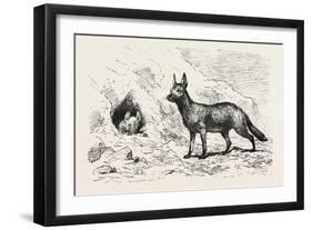 Egyptian Wolf, Deeb. Egypt, 1879-null-Framed Giclee Print