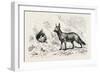 Egyptian Wolf, Deeb. Egypt, 1879-null-Framed Giclee Print