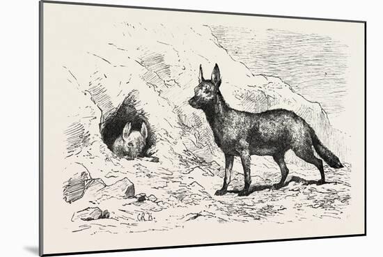 Egyptian Wolf, Deeb. Egypt, 1879-null-Mounted Giclee Print