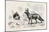 Egyptian Wolf, Deeb. Egypt, 1879-null-Mounted Giclee Print