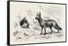 Egyptian Wolf, Deeb. Egypt, 1879-null-Framed Stretched Canvas