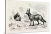 Egyptian Wolf, Deeb. Egypt, 1879-null-Stretched Canvas