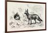 Egyptian Wolf, Deeb. Egypt, 1879-null-Framed Giclee Print