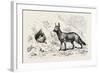 Egyptian Wolf, Deeb. Egypt, 1879-null-Framed Giclee Print