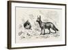 Egyptian Wolf, Deeb. Egypt, 1879-null-Framed Giclee Print