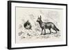 Egyptian Wolf, Deeb. Egypt, 1879-null-Framed Giclee Print