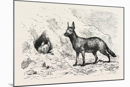 Egyptian Wolf, Deeb. Egypt, 1879-null-Mounted Giclee Print