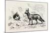 Egyptian Wolf, Deeb. Egypt, 1879-null-Mounted Giclee Print