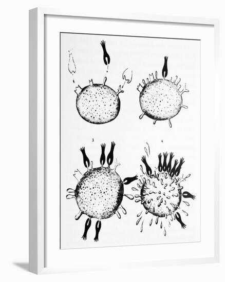 Ehrlich's Side-chain Theory, Artwork-Science Photo Library-Framed Photographic Print