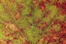 Macro Detail and Veins of an Autumn Leaf-Ehrman Photographic-Photographic Print