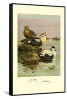 Eider and King Eider Ducks-Allan Brooks-Framed Stretched Canvas