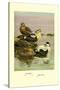 Eider and King Eider Ducks-Allan Brooks-Stretched Canvas