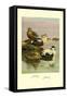 Eider and King Eider Ducks-Allan Brooks-Framed Stretched Canvas