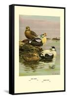 Eider and King Eider Ducks-Allan Brooks-Framed Stretched Canvas