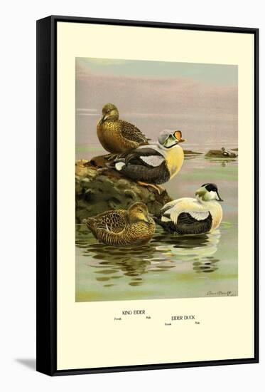 Eider and King Eider Ducks-Allan Brooks-Framed Stretched Canvas