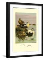Eider and King Eider Ducks-Allan Brooks-Framed Art Print