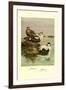 Eider and King Eider Ducks-Allan Brooks-Framed Art Print