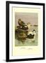 Eider and King Eider Ducks-Allan Brooks-Framed Art Print