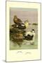 Eider and King Eider Ducks-Allan Brooks-Mounted Art Print