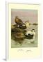 Eider and King Eider Ducks-Allan Brooks-Framed Art Print