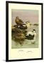 Eider and King Eider Ducks-Allan Brooks-Framed Art Print