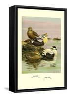 Eider and King Eider Ducks-Allan Brooks-Framed Stretched Canvas